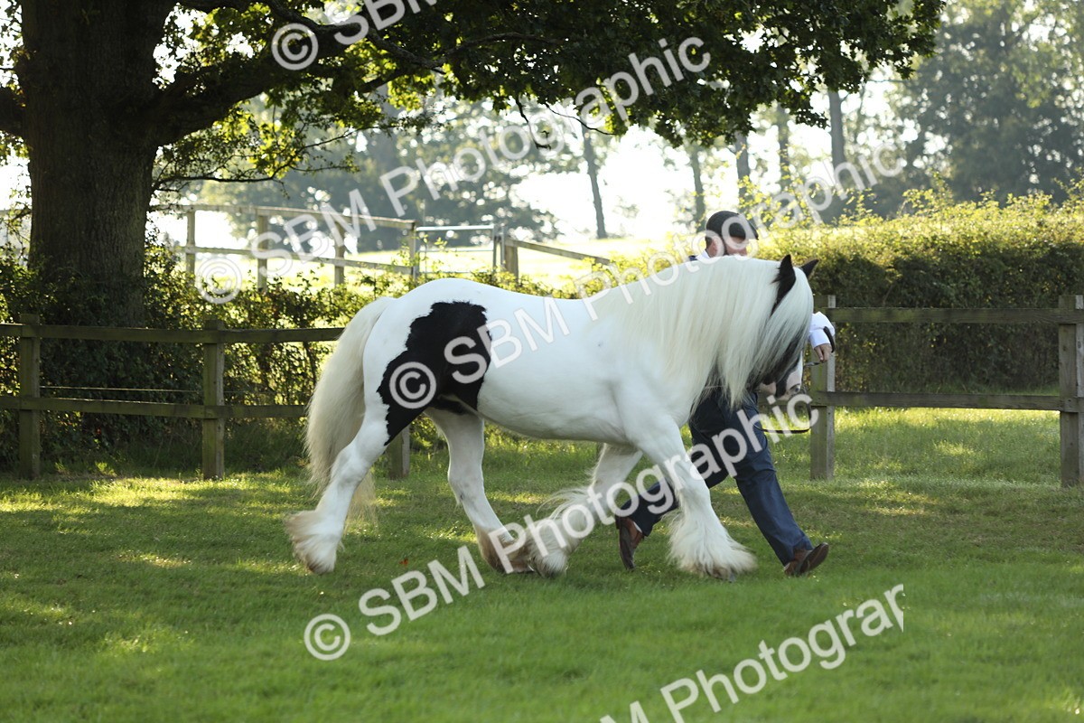 SBM_60879 - S43 - Coloured Pony In Hand