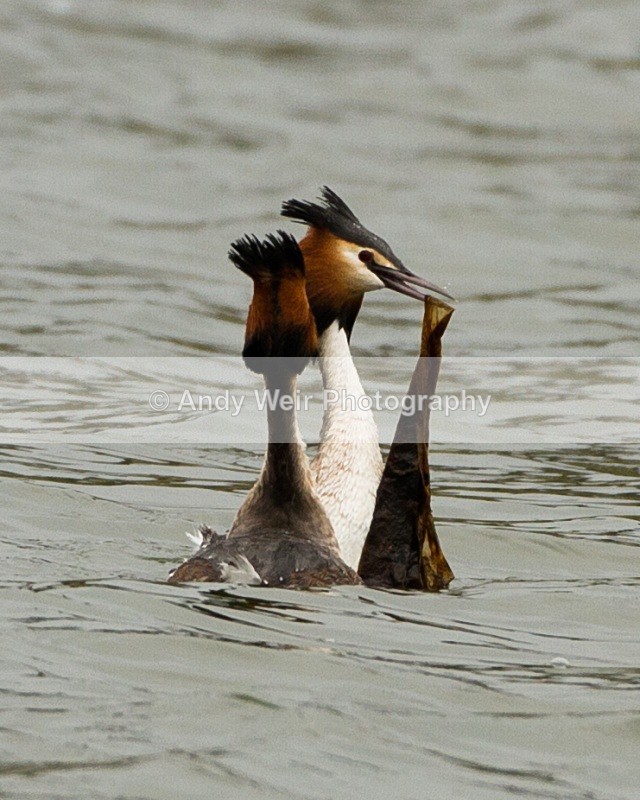 20110326-IMG_2739 - Gt Crested Grebe