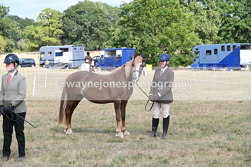 WJ6_6780 - Class 20 In-hand Cob