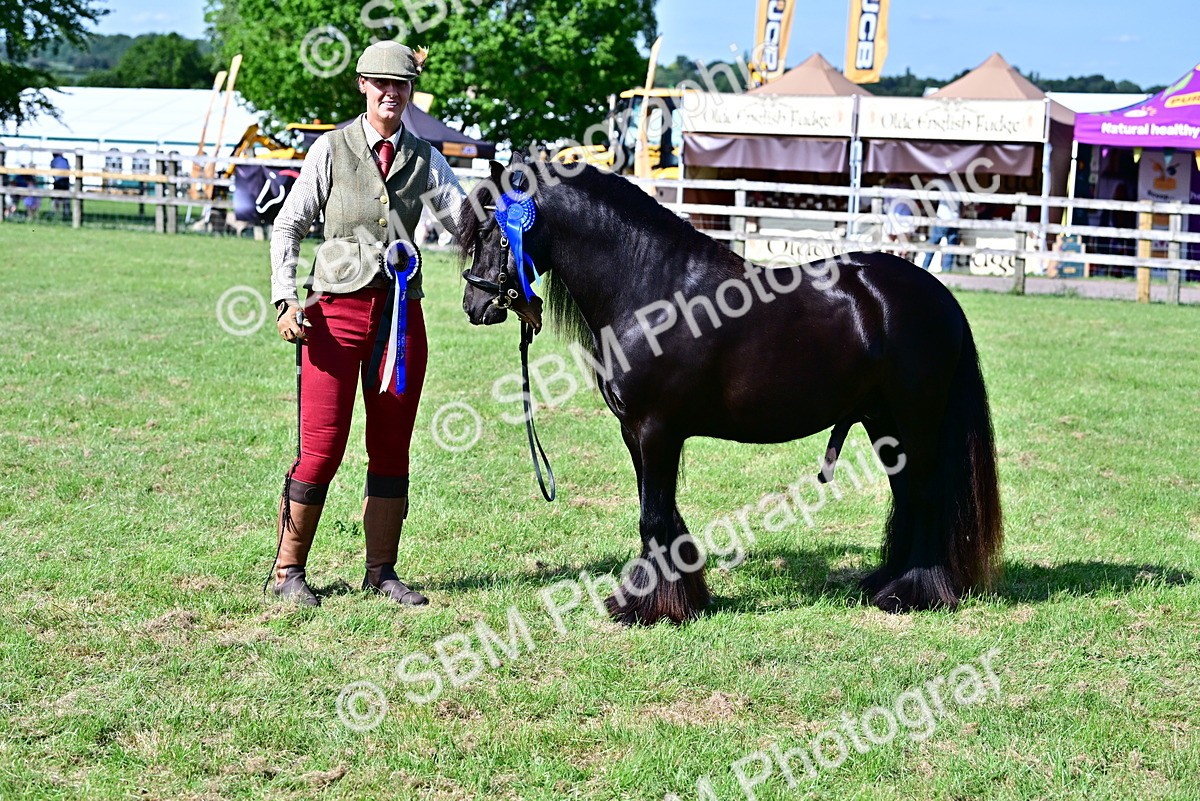 SBM_09486 - Class 63-65 - Traditional Gypsy Cobs In Hand & Ridden