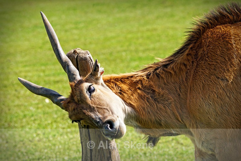 DSC08291 - Fauna