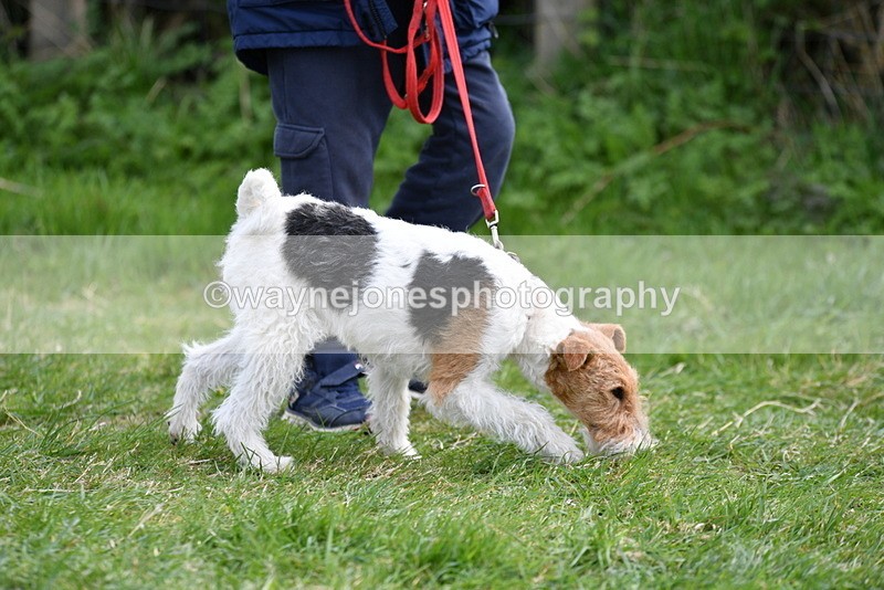 WJ5_0249 - Class 7 Best Terrier