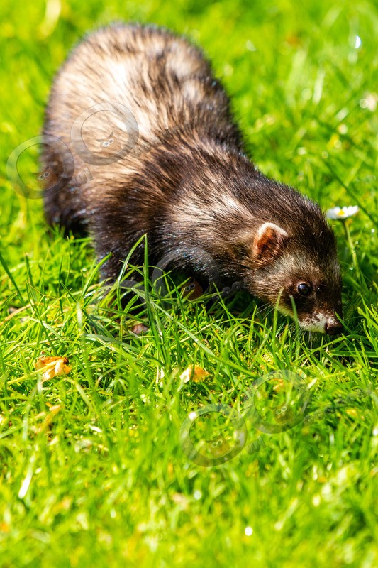 polecat Mustela putorius-4154 - UK Wildlife