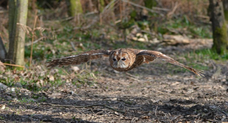 Tawny Owl - Owls