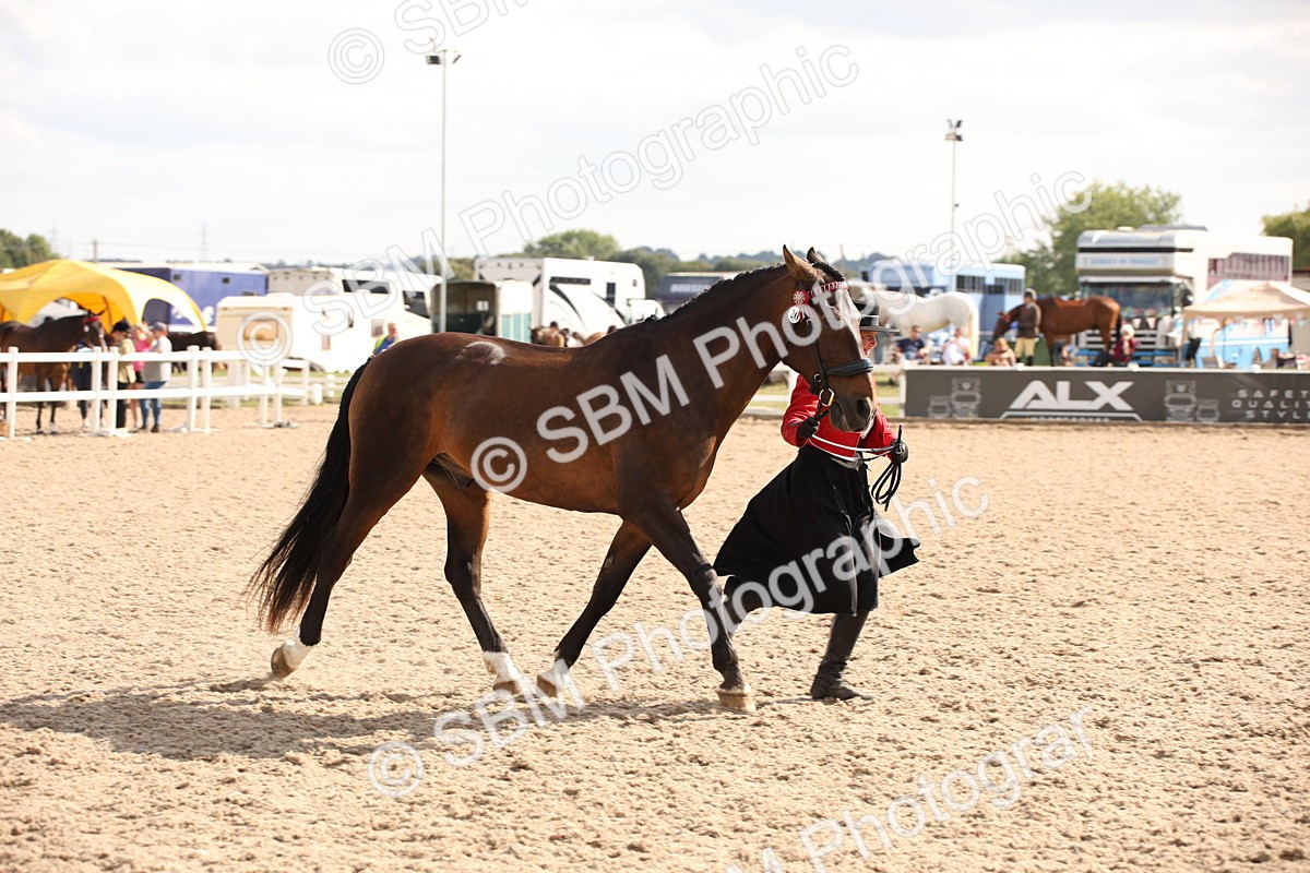 SBM_07423 - Class 26 IH Foreign Breeds -Part bred