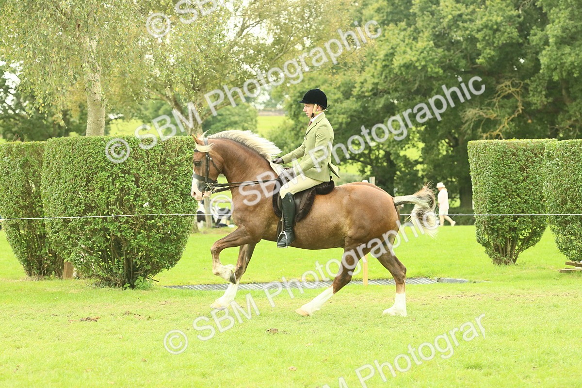 SBM_72096 - S60 - Mountain & Moorland Ridden Large Breeds
