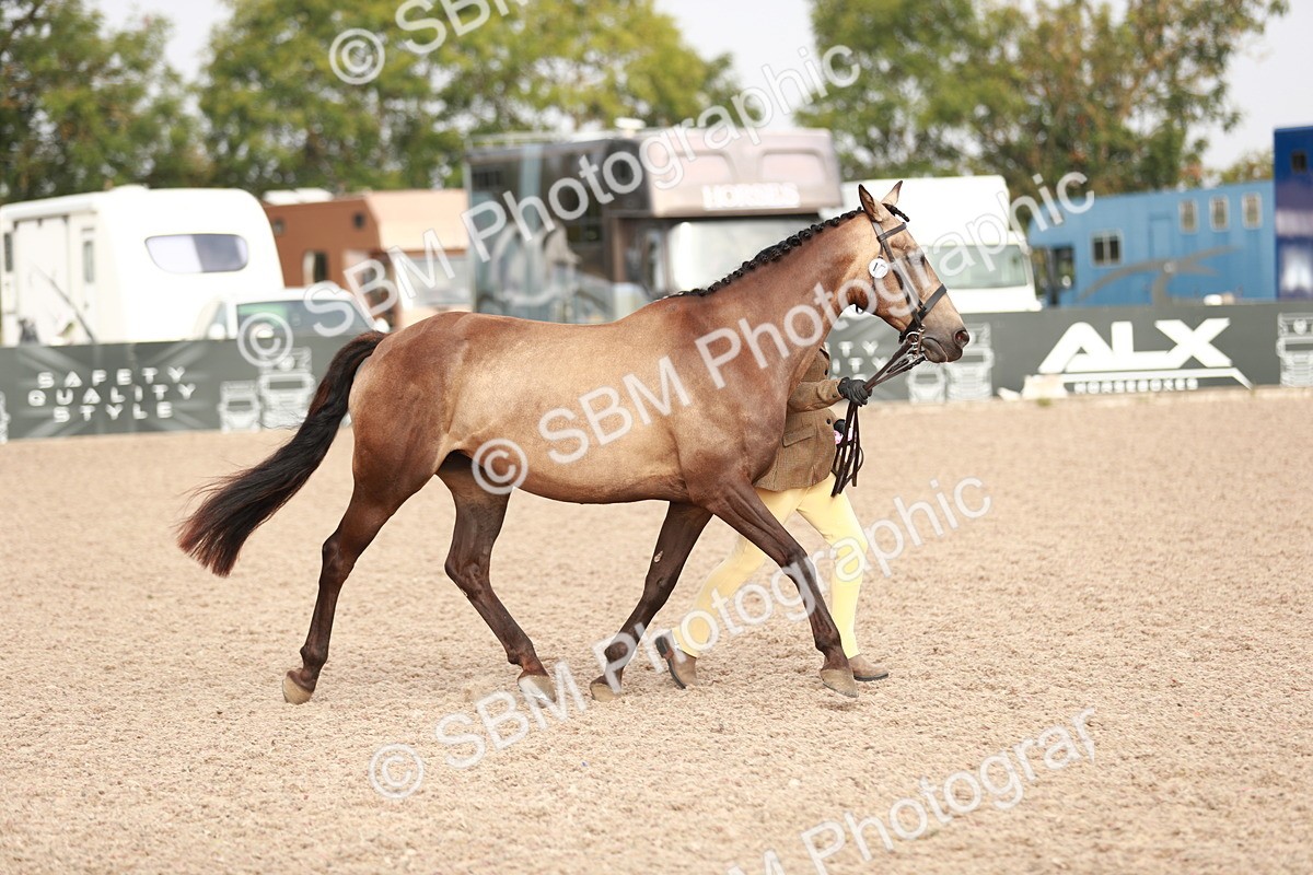 SBM_10642 - Class 204 Young Handler, 11-16 years