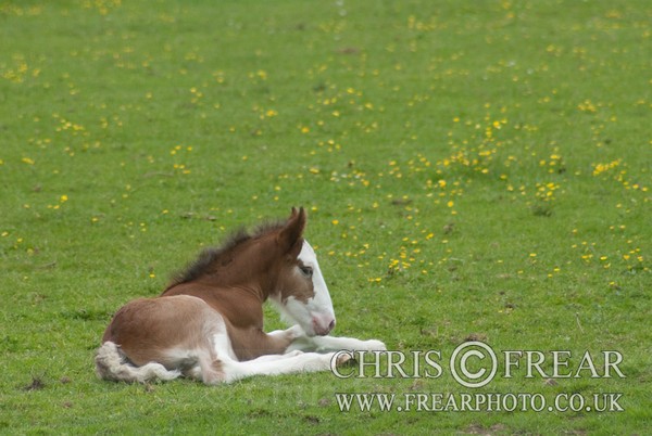 ryecroft-21 - Clydesdales 2013 Include Foals