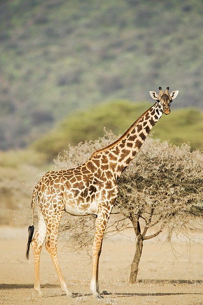 Masai Giraffe Shompole, Kenya