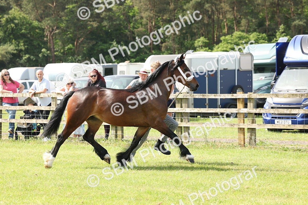 SBM_02260 - Class 6-13 - Mountatin and Moorland In Hand Welsh Breeds