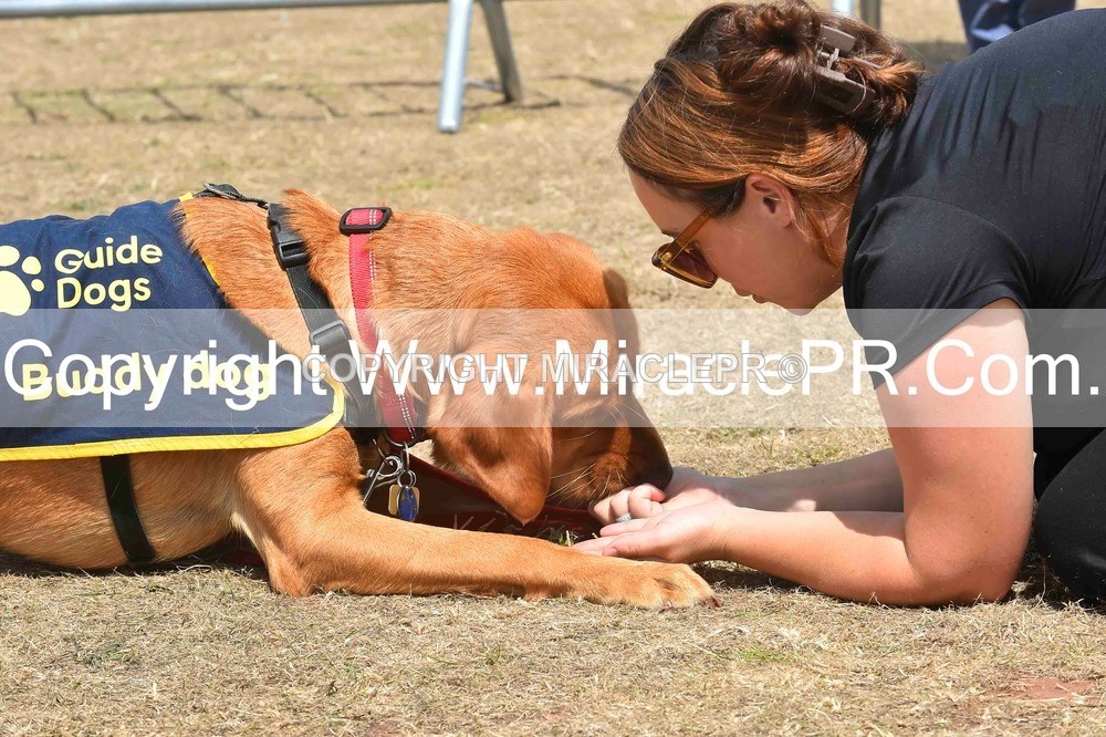 SH4_0237 - Dog show.