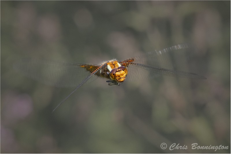 Brown Hawker Dragonfly in flight - Wee Beasties