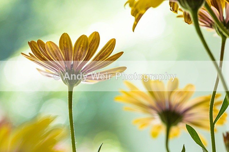 170708-untitled0031 - Plants & Flowers