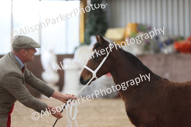 20251109-0814 - Class 24 - Foals