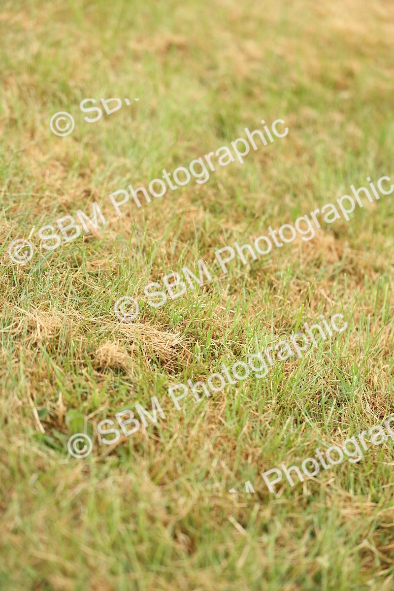 SBM_02244 - Class 50-57 - M&M Welsh Pony In Hand