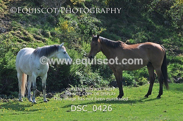 DSC_0426 - ARCHIVE REQUEST - Quincy and Guinness