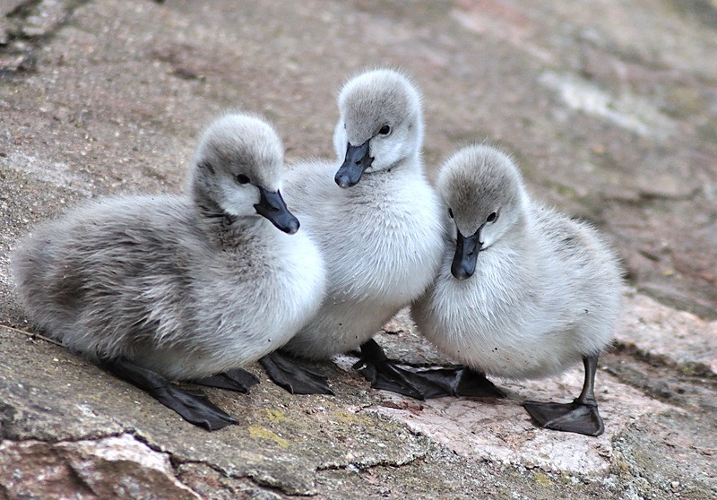 Three young cygnets just a few days old - Dawlish (mainly black swans)