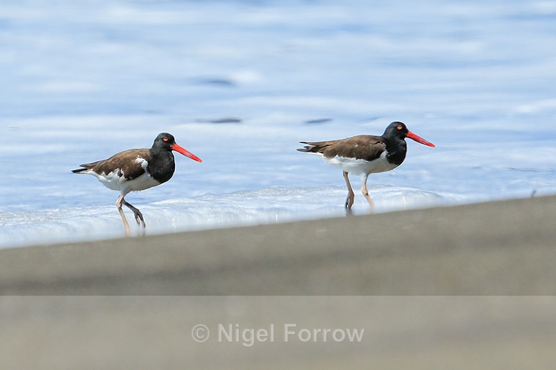 Two American Oystercatchers running from advancing surf, Costa Rica - American Oystercatcher