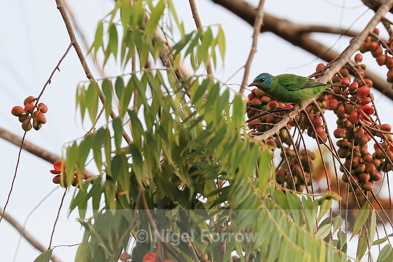 Female Blue Dacnis, Osa Peninsula, Costa Rica - Blue Dacnis