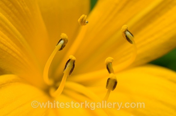 Yellow Lilly - Up Close !