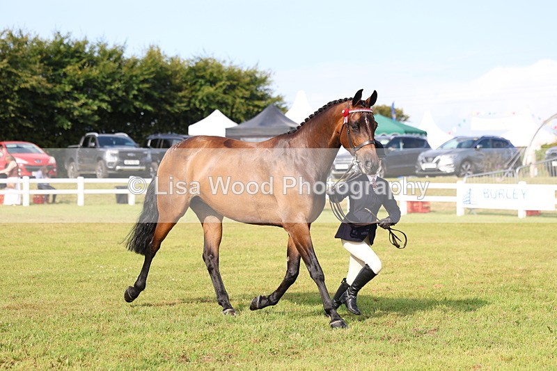 3E7A8319 - Class 2: Rising Star Large Hack/Riding Horse