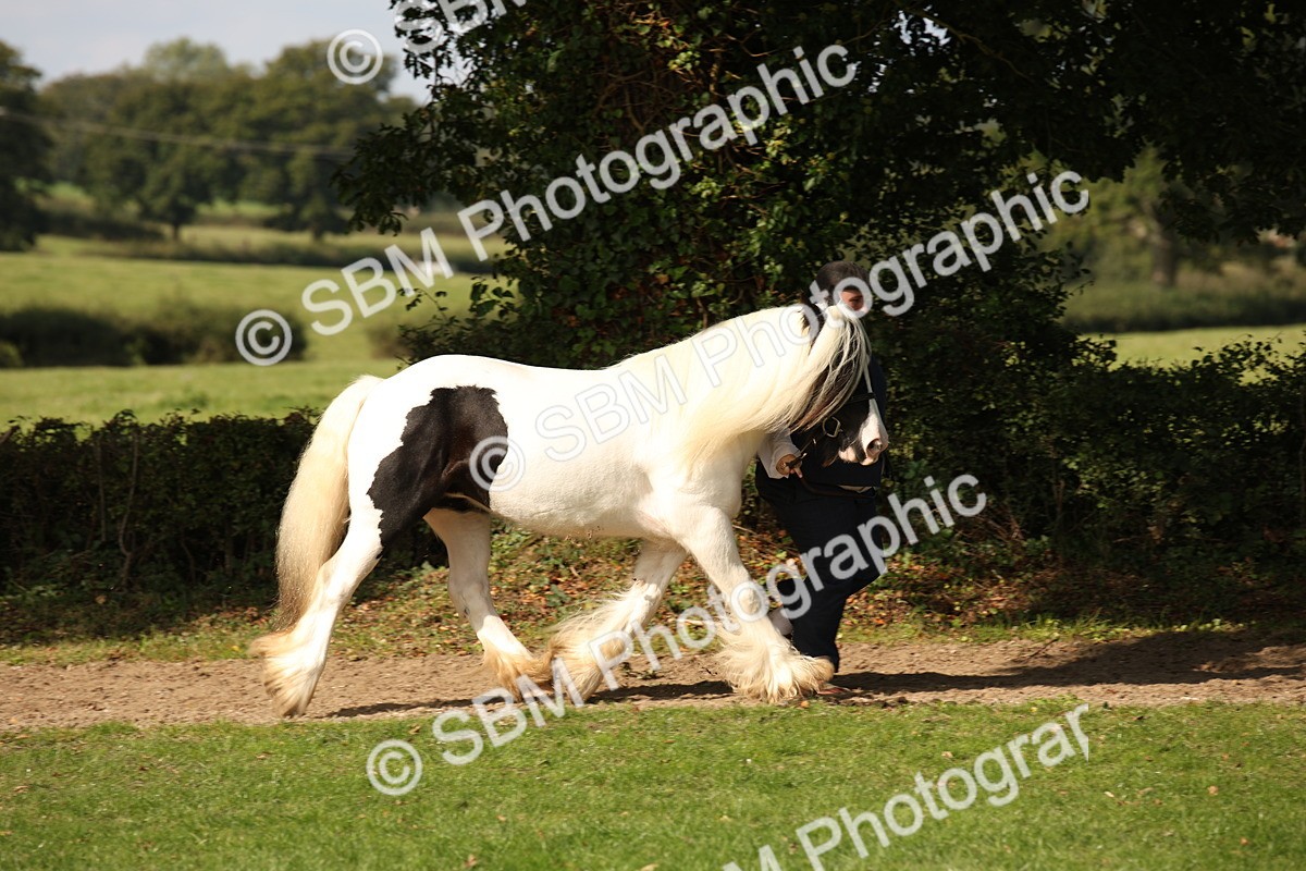 SBM_62214 - S55 - Traditional Cob In Hand
