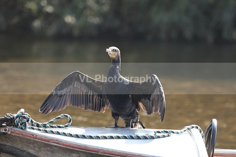 Cormorant - Animals and Birds