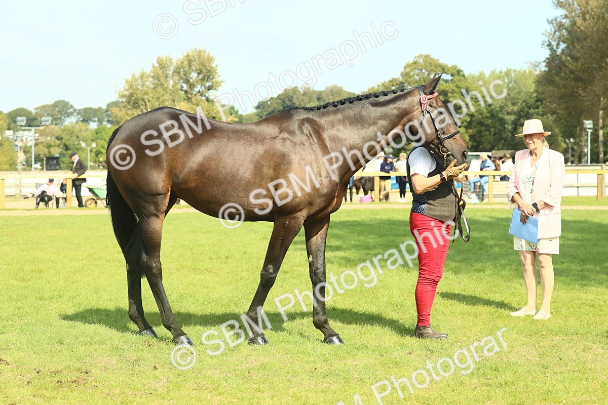 SBM_66554 - S34 - Rehabilitated Rescue Horse & Pony In Hand & Ridden