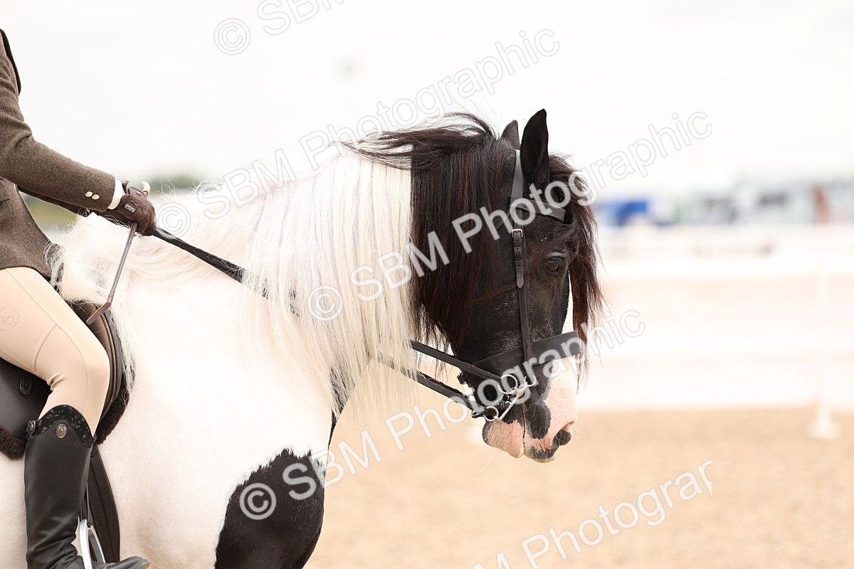 SBM_19709 - Class 216 - Ridden Traditional - Native Cob