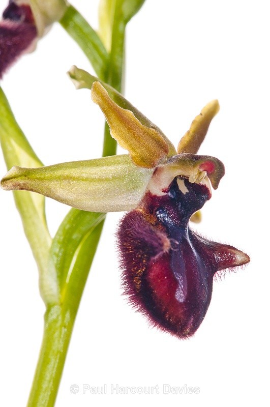  - WB: Orchids - Ophrys
