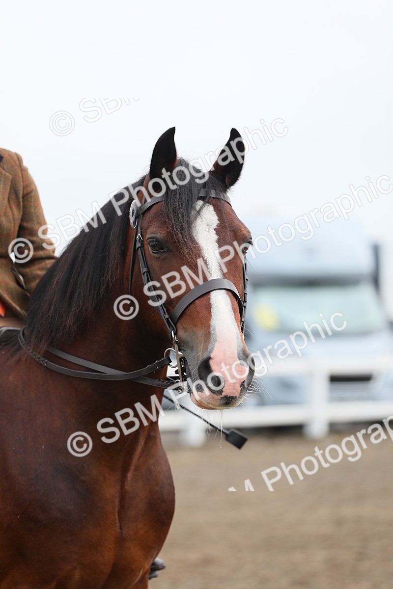 SBM_21419 - Class 805 - Ridden Veteran Horse