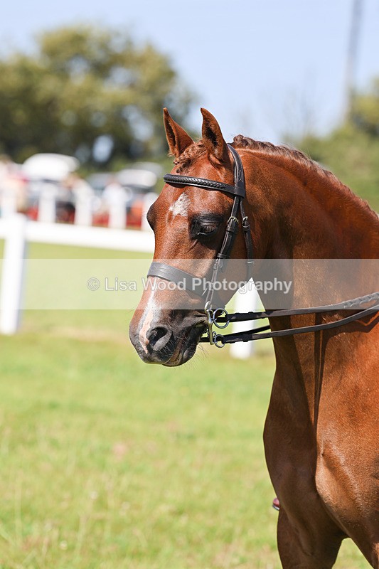 IMG_2054 - Class 34: Show Hunter Pony 153cm and under
