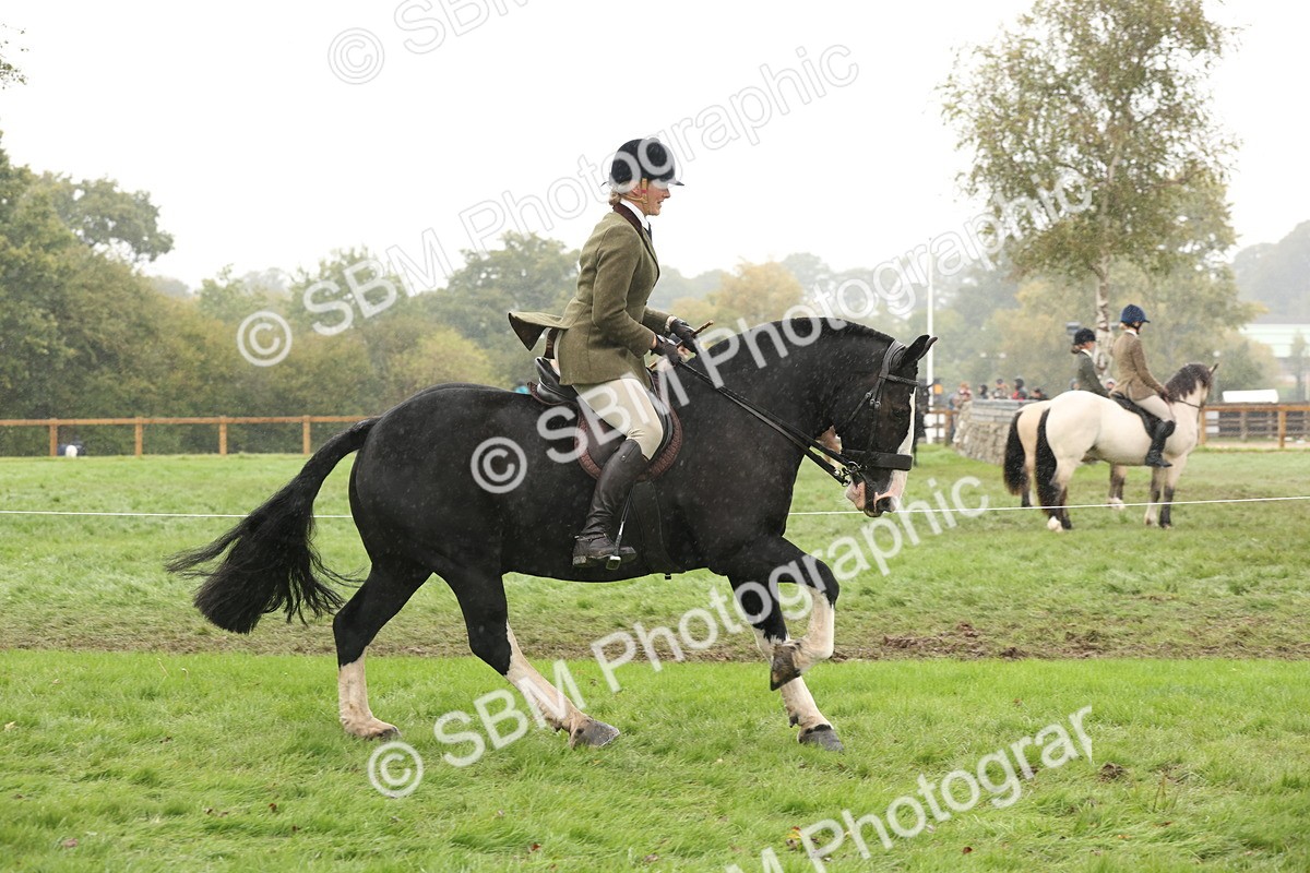SBM_69808 - S69 - Show Cob Ridden