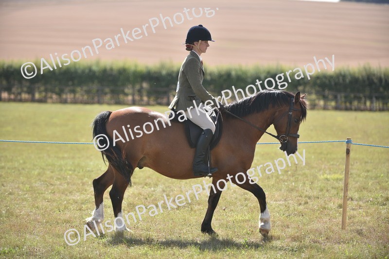 20260906-2646 - Class 12 - 14.2hh and Under