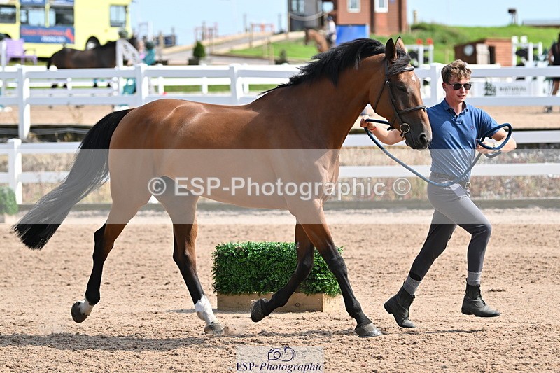 240717A-160029-03256 - Trot Up 4pm to 5pm