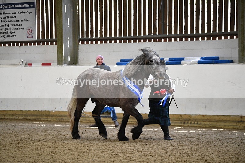 WJ5_5882 - Morning in hand Championship