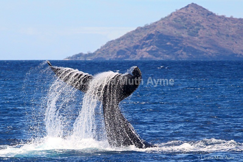IMG_8819 Moheli, Comoros - Marine wildlife