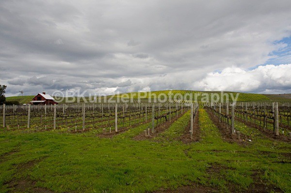 _DSC0018 - Ross/Lynn