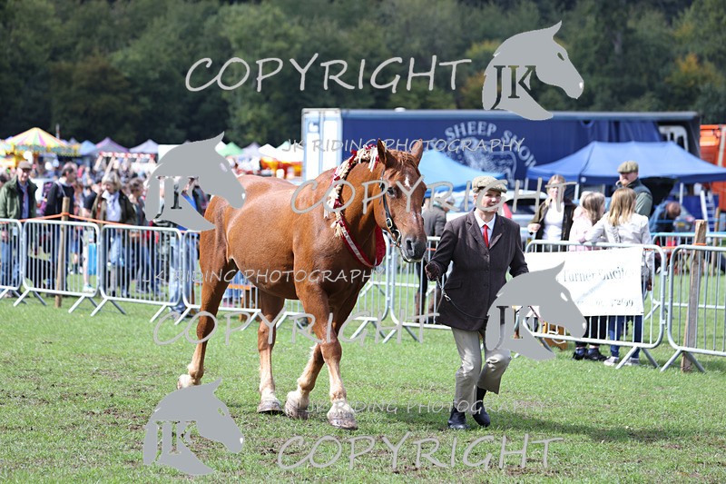 APP_3386 - Class 5 In Hand Championship