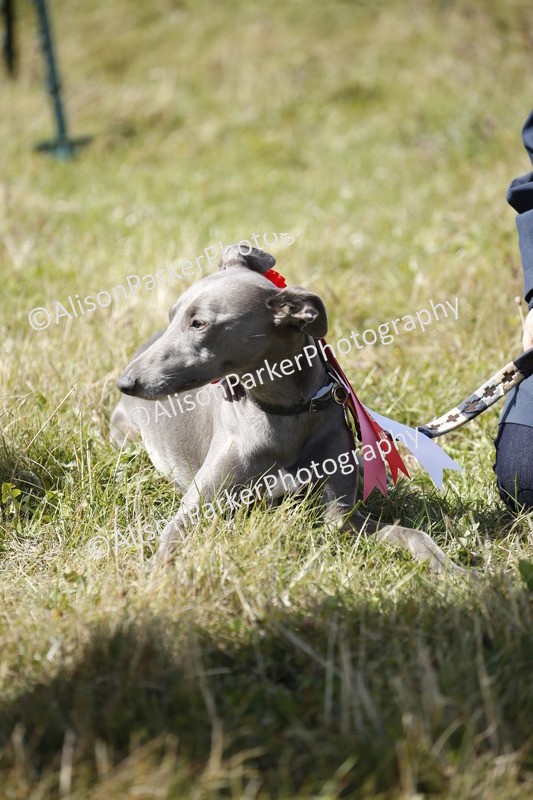 20250831-3729 - Dog Show