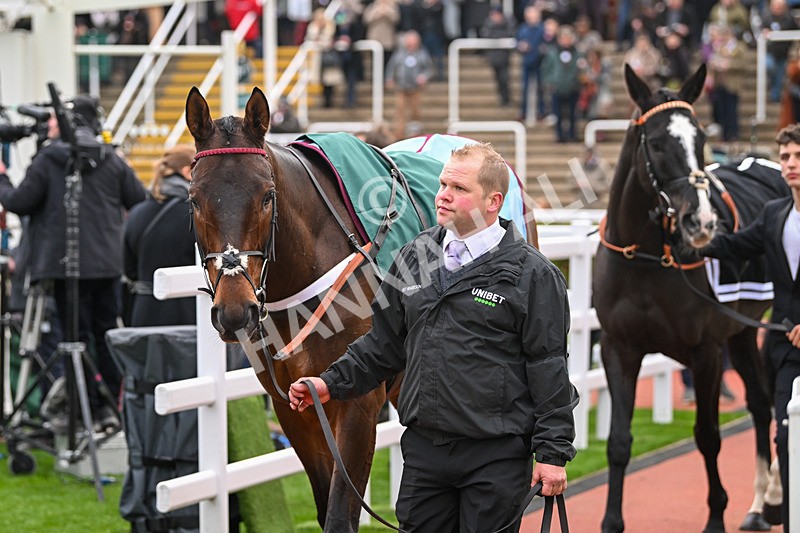 161124-Race 5-Paddock-Quick Draw-0671 - Race 5