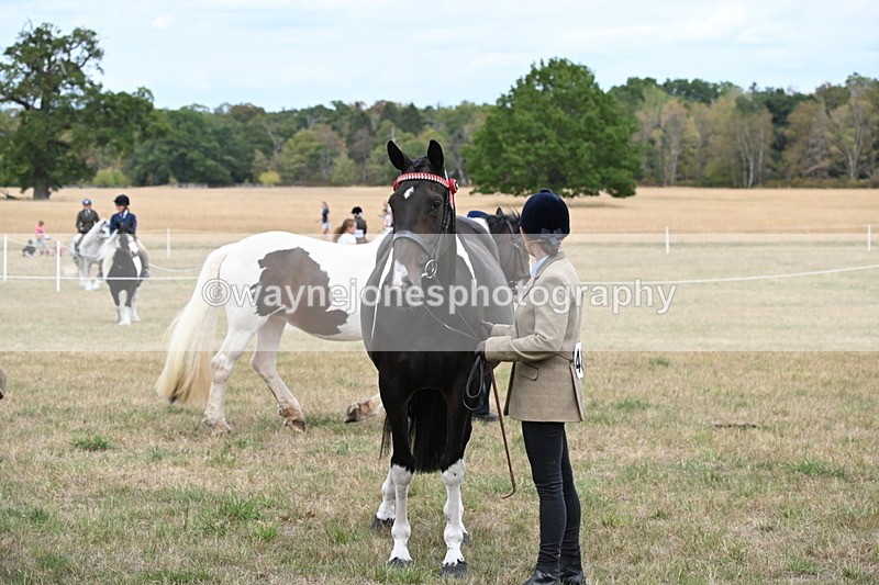 WJ6_5745 - Class 18 In-hand Coloured