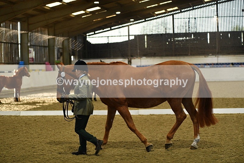 WJ5_3614 - Class 5 In Hand Veterans