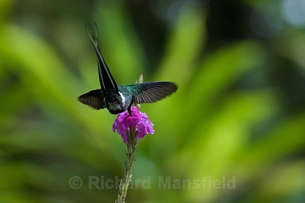  - Costa Rica