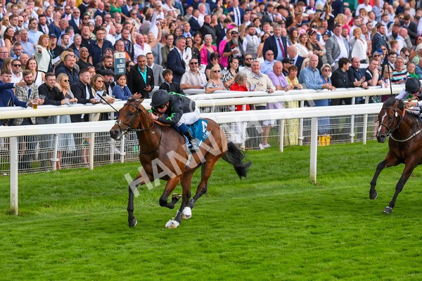 260823-Race 6-Inquisitively-0882 - Race 6 Julia Graves Roses Stakes at York