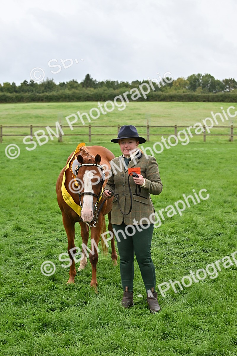 SBM_57577 - S46 - Part Bred Arab & Native Pony In Hand