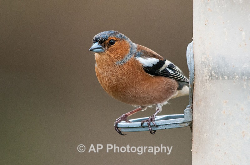 Chaffinch-male_ACP_7511-1 - Birds