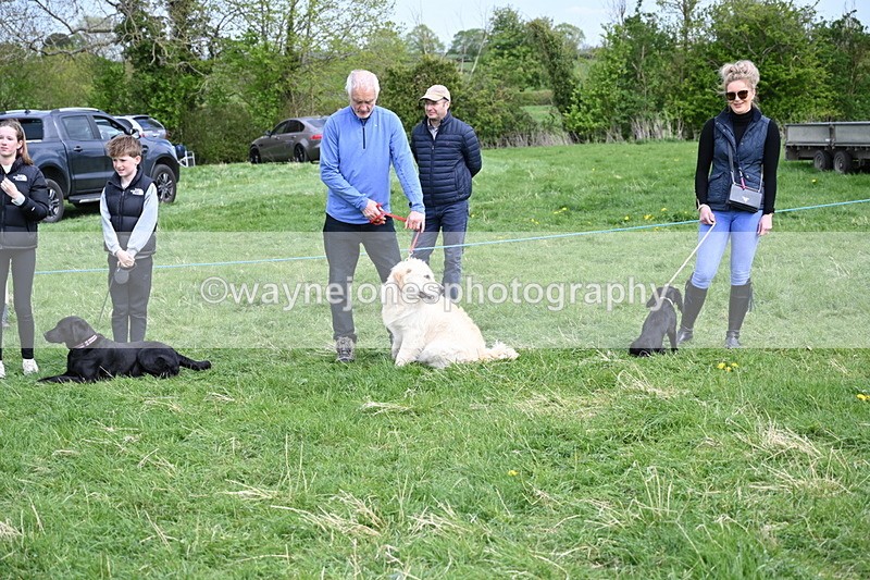 WJ6_8733 - Class 8 Best Working / Gun Dog or Bitch