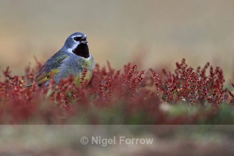 White-bridled Finch (male) singing in sheep's sorrel, Falklands - White-bridled Finch