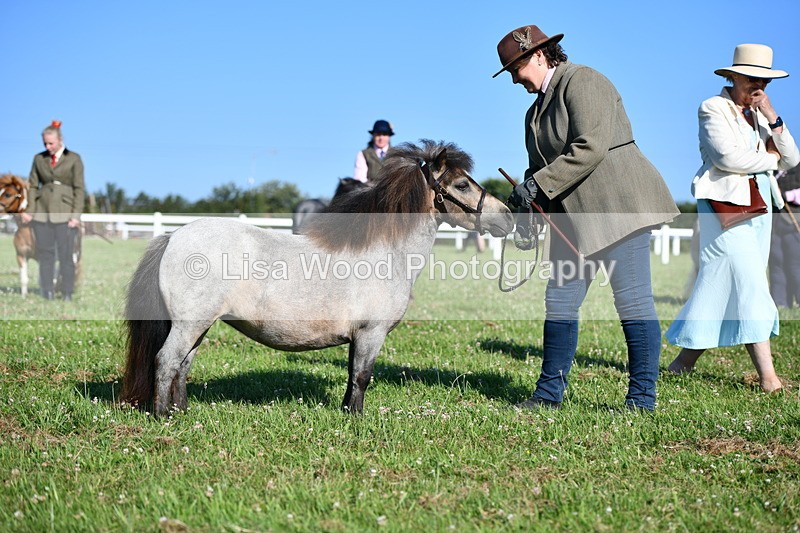 DSC_5662 - Class 49: NPS Shetland Youngstock